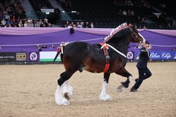 Shire Horse of the Year Championships