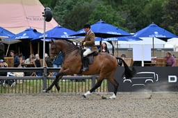 41 Novice Lightweight Hunter