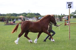J36_5515 2026