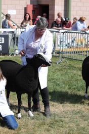 Zwartbles