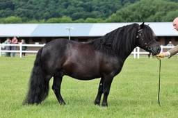 Z41_0702 2026