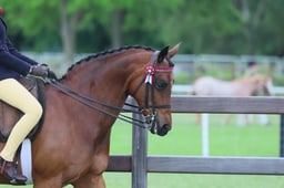 129 Show Pony 138cm