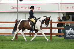 18 Coloured Ridden Non Native Pony