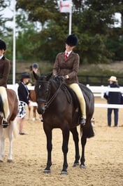 121B Show Hunter Pony 143cm