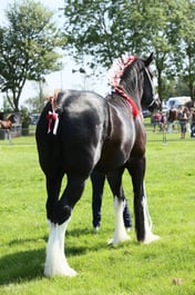 E33_4436 2026
