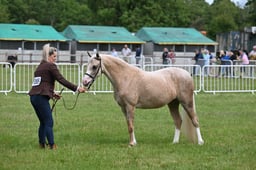 H69-64 WELSH B CHAMPIONSHIP