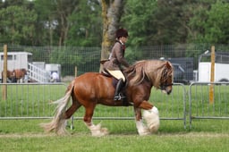 134 Gypsy Cobs Ridden