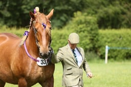 11 Heavy Horse Gelding