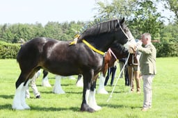 E33_4392 2026