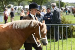 79 Novice Mare