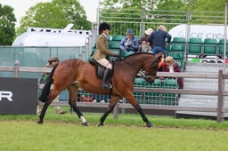 141 Show Hunter Pony 153cm