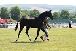 163 Yearlings