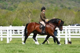 H19_0344 2026