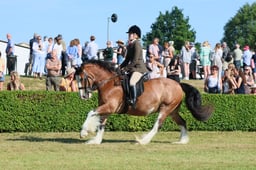 S61_0542 2026