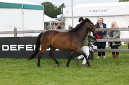 W29_0608 2026