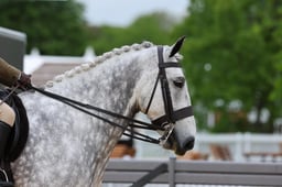 Ridden Hunter Heavyweights