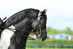 H36_7253 2026