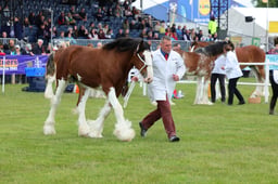411 Yearling Filly