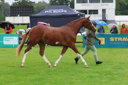 Class 4B Two Year Old Filly