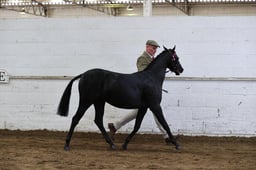 82 Show Pony Prelim