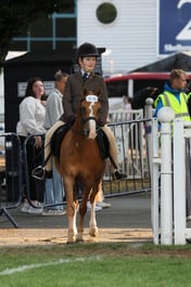 77 Show Hunter Pony Starter Stakes