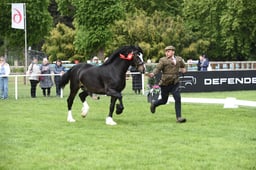Welsh Cob, D Championship