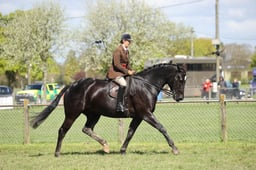 Novice Hunter Championships