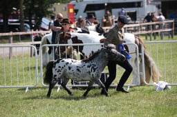 H93-92 SPOTTED IN HAND CHAMPIONSHIP