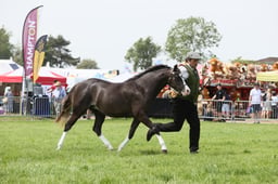 E34_1863 2026