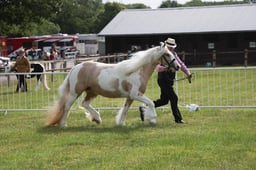 H91 Gypsy Cob 4yrs & Over