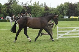 Sports Horse Breeding Championship