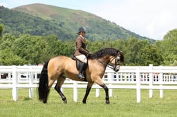 CLH8 Ridden Connemara