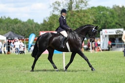 H36_8528 2026