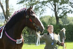 SH5 Shire 2 Years