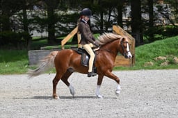 65 BSPS Heritage Ridden Sml Breeds