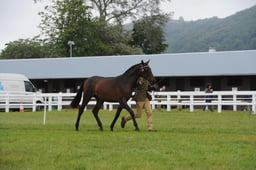 F493 RPB Supreme Yearling