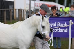 479 Brood Mare & Foals