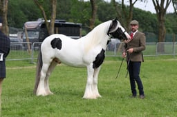 132 Gypsy Cobs Youngstock