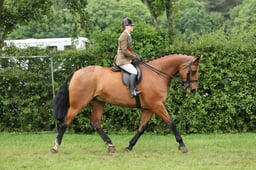 HOYS Ridden Hunter Championship