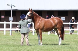 H124 ID & PB Sports Horse Maturity