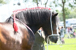 E33_4334 2026