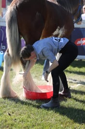 Clydesdale Young Stockmans