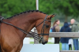 66 Cleveland Bay Part Bred Ridden