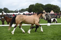 75 Welsh Cob, D 4 Yrs & Over