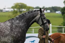 S37_5098 2026