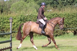 HOYS Working Hunter Championship