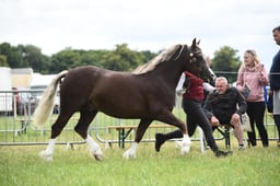 50 Welsh C Filly or Gelding