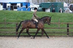 CL83-82 Ridden Pony Championship