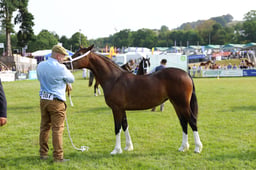 E69_0935 2026