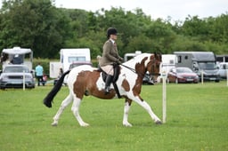 17 HOYS CHAPS Native Horse